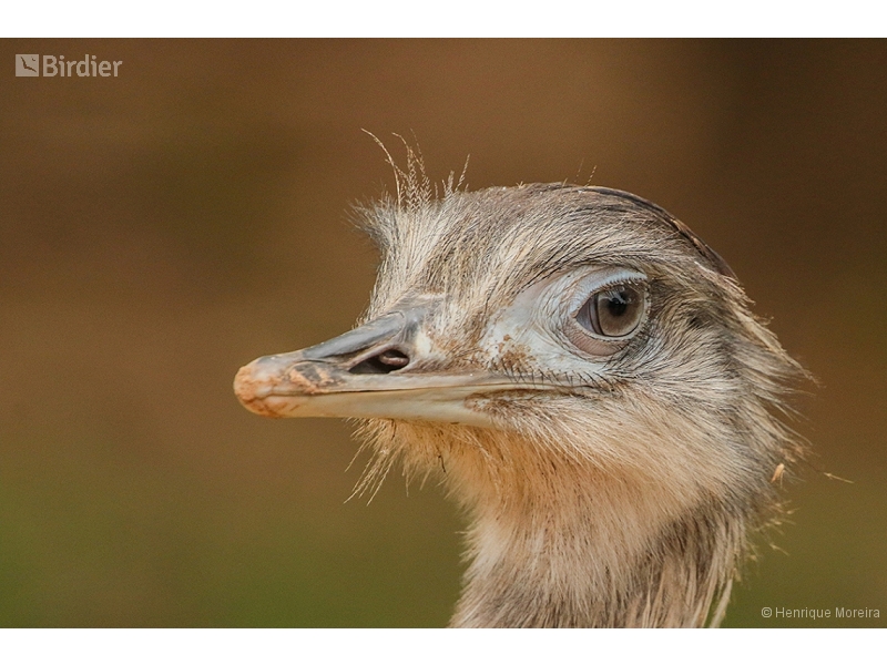 Greater Rhea