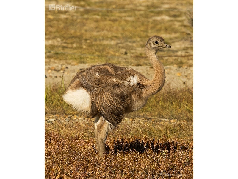 Lesser Rhea