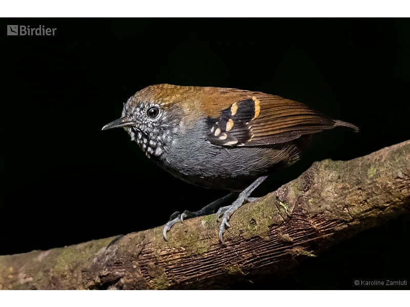 Star-throated Antwren