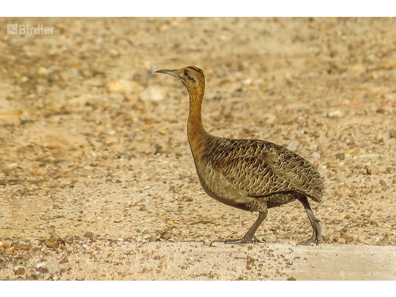 Red-winged Tinamou