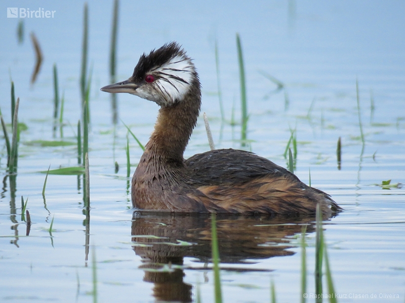 White-tufted Grebe