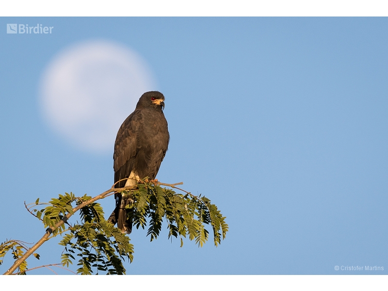 Snail Kite
