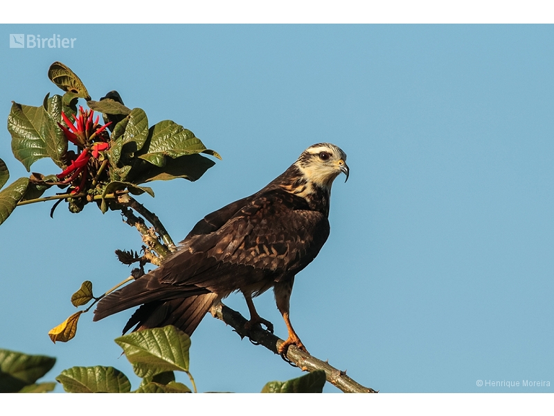 Snail Kite