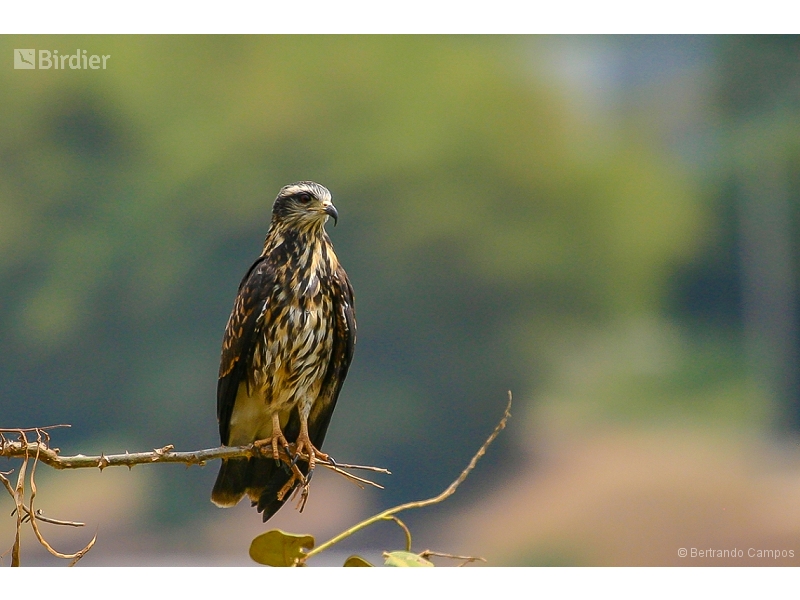Snail Kite