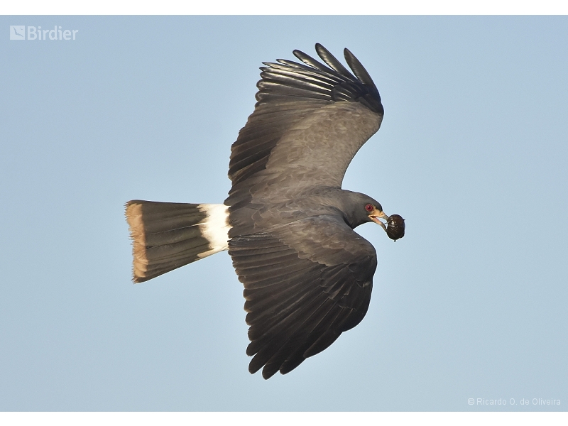 Snail Kite