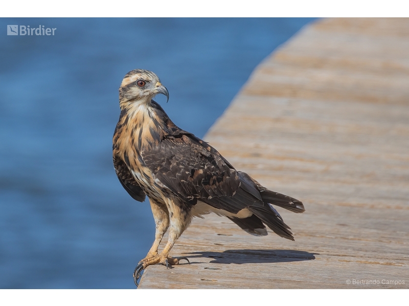 Snail Kite