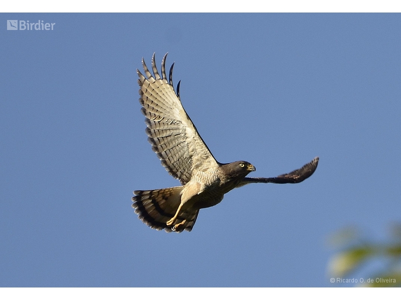 Roadside Hawk