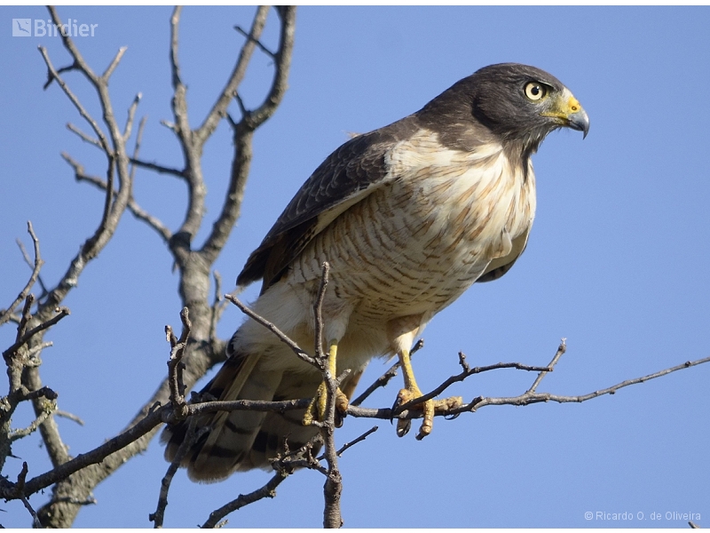 Roadside Hawk
