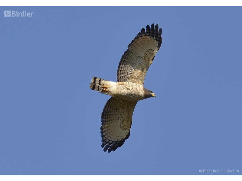 Roadside Hawk
