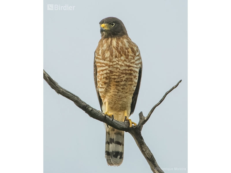 Roadside Hawk