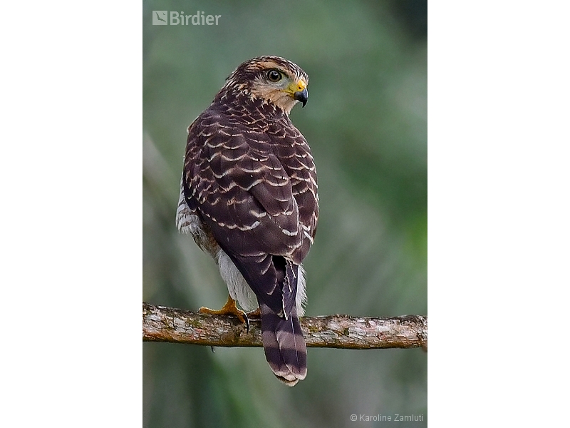 Roadside Hawk
