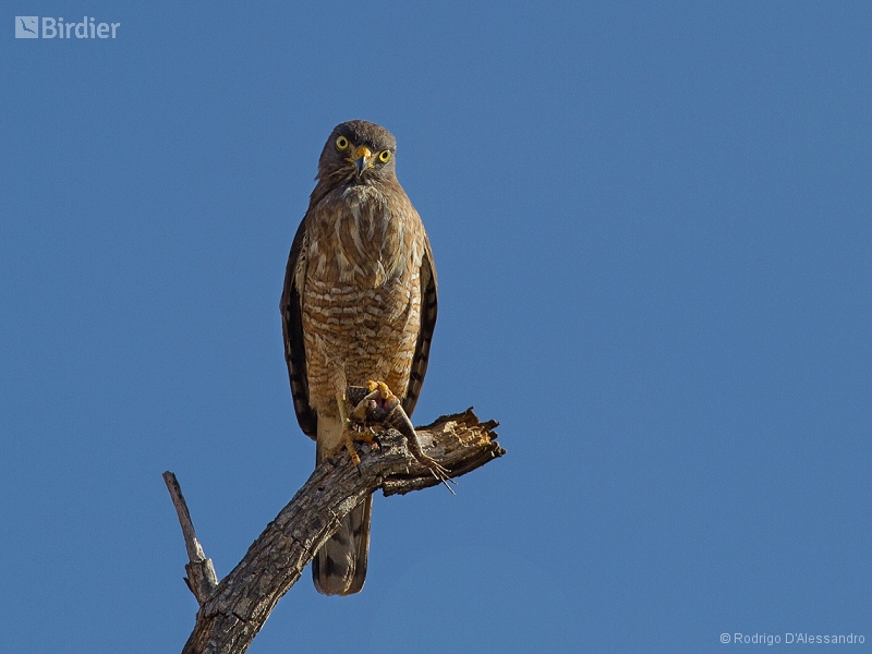 Roadside Hawk