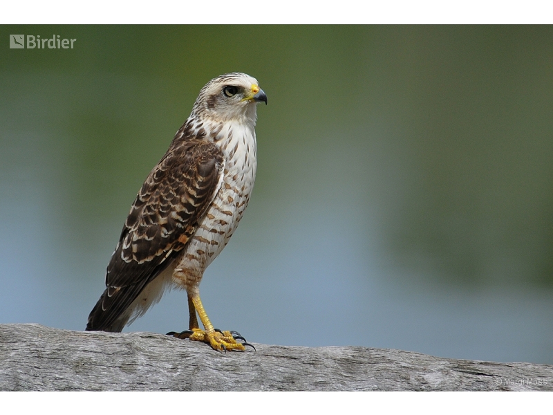 Roadside Hawk