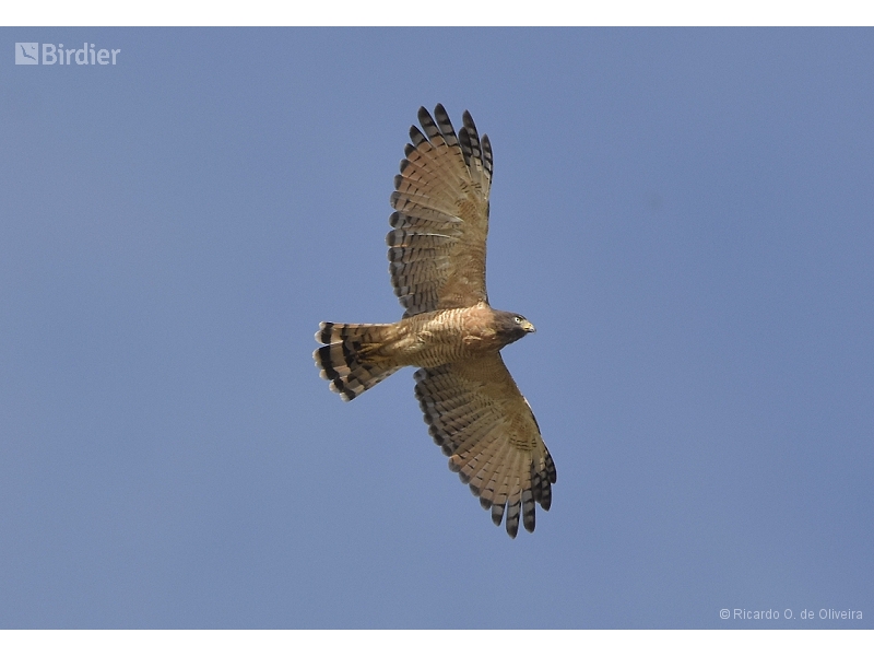Roadside Hawk