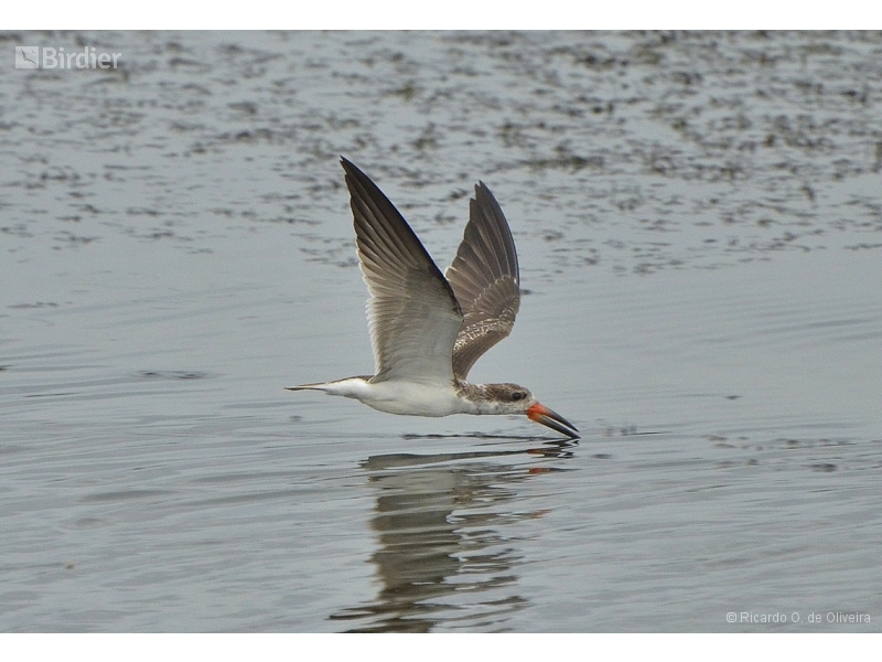 Black Skimmer