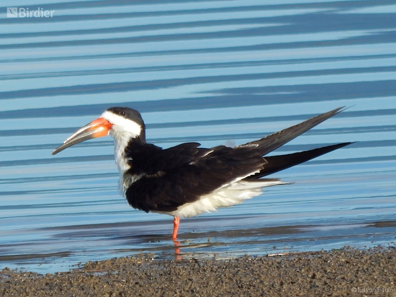 Black Skimmer