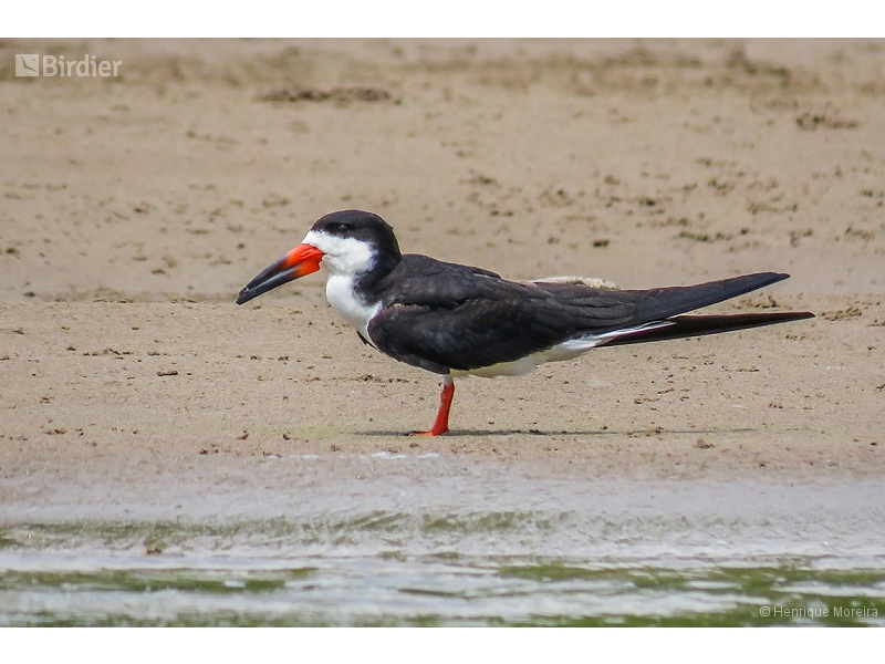 Black Skimmer