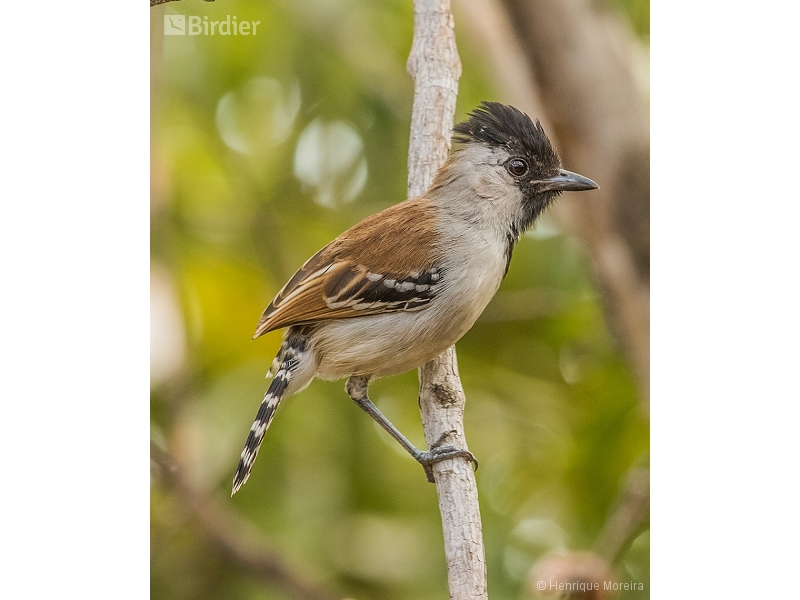 Silvery-cheeked Antshrike
