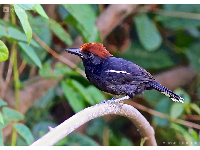 Glossy Antshrike