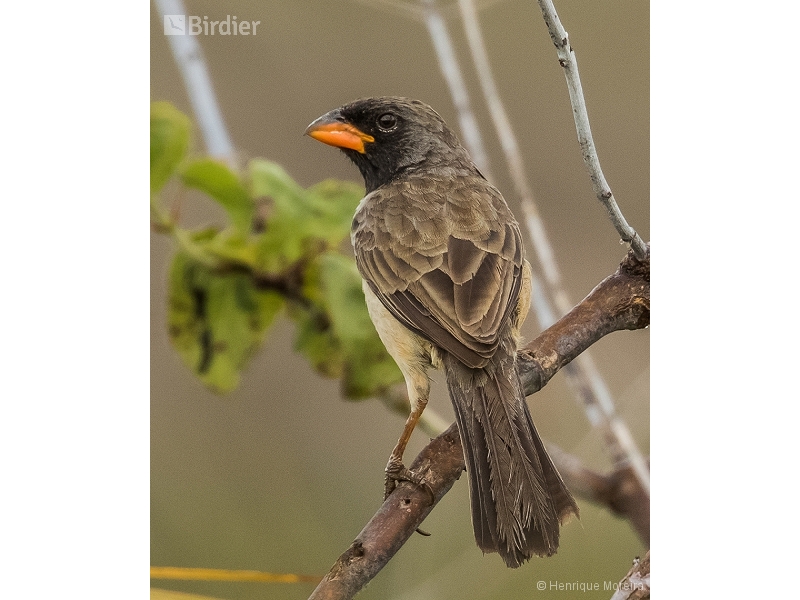 Black-throated Saltator