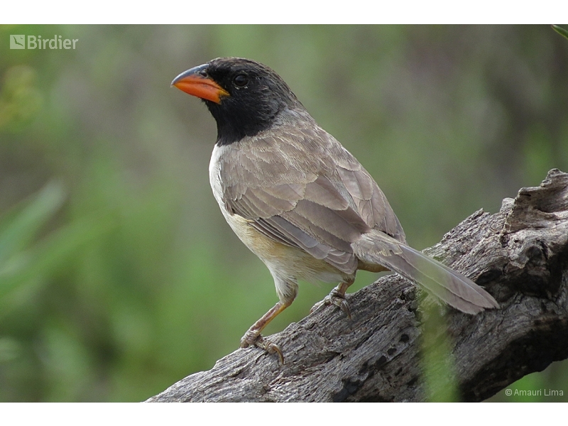 Black-throated Saltator
