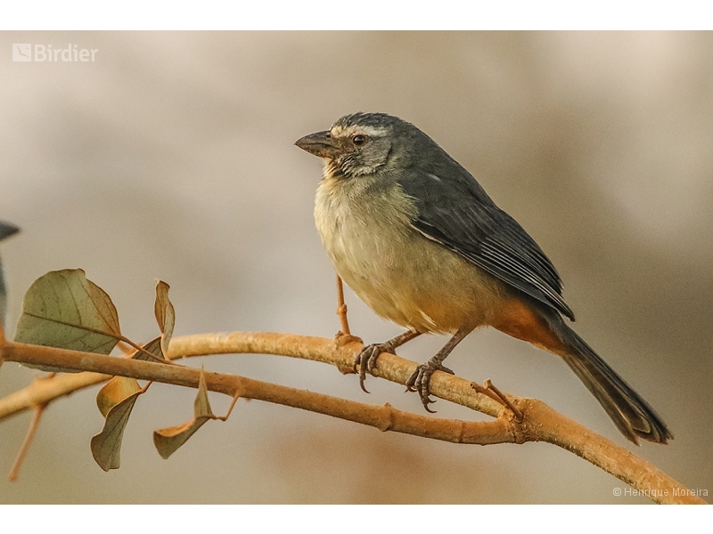 Bluish-grey Saltator