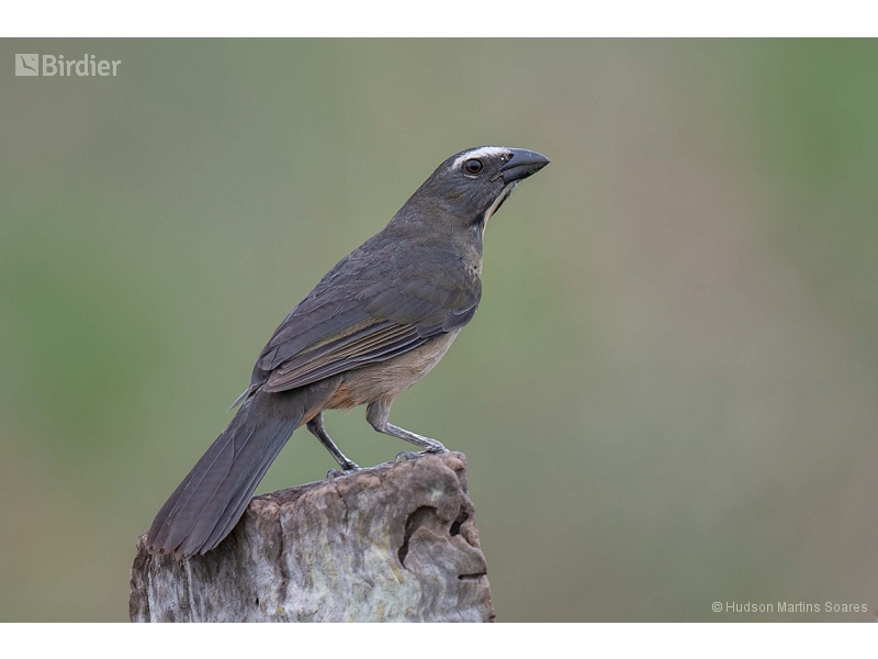 Bluish-grey Saltator