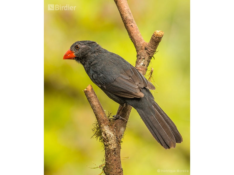 Black-throated Grosbeak