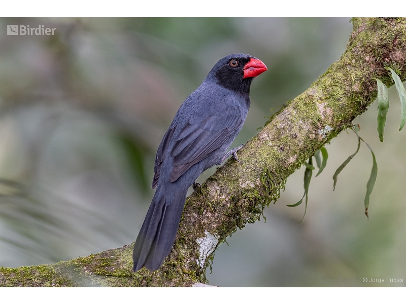 Black-throated Grosbeak