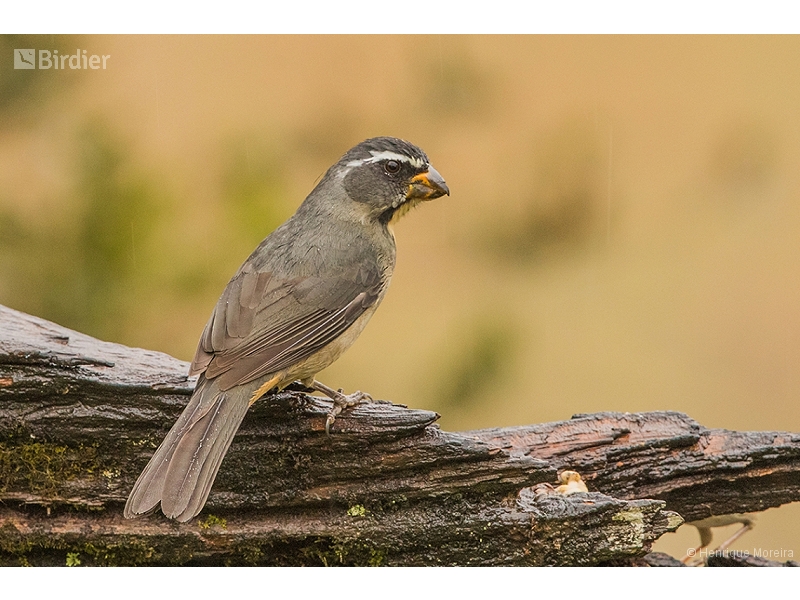 Thick-billed Saltator