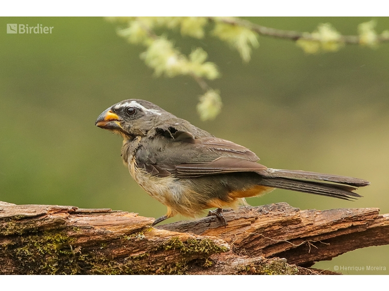 Thick-billed Saltator