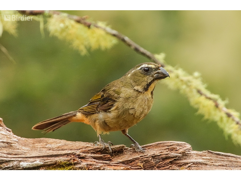 Thick-billed Saltator