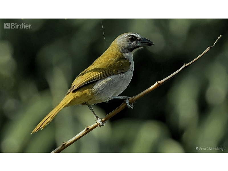 Buff-throated Saltator