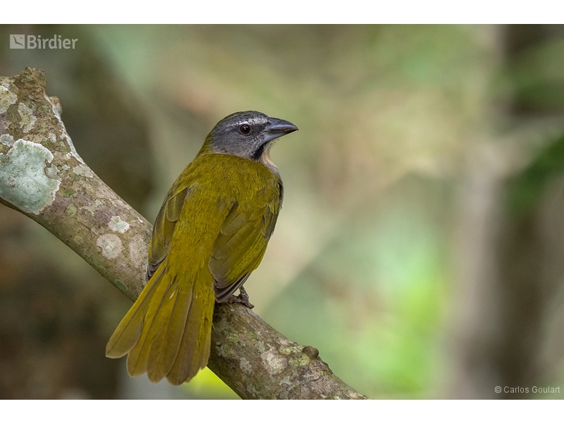 Buff-throated Saltator