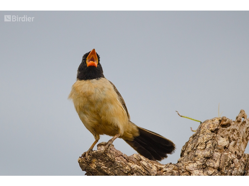 Black-throated Saltator