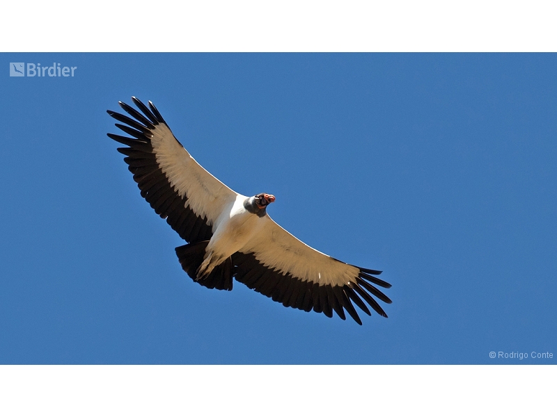 King Vulture