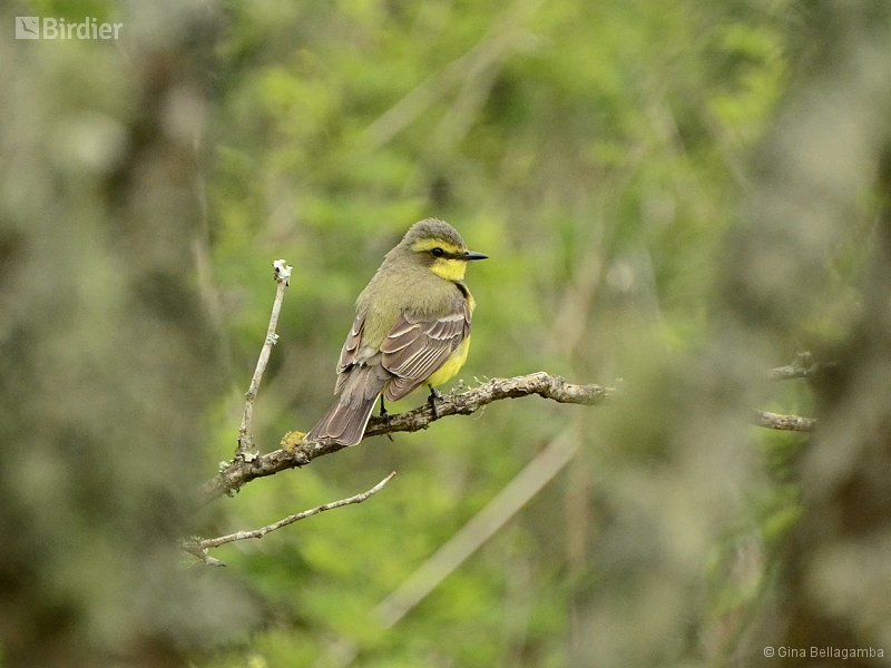 Yellow-browed Tyrant