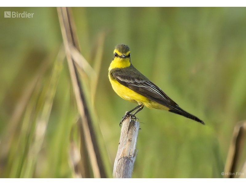 Yellow-browed Tyrant