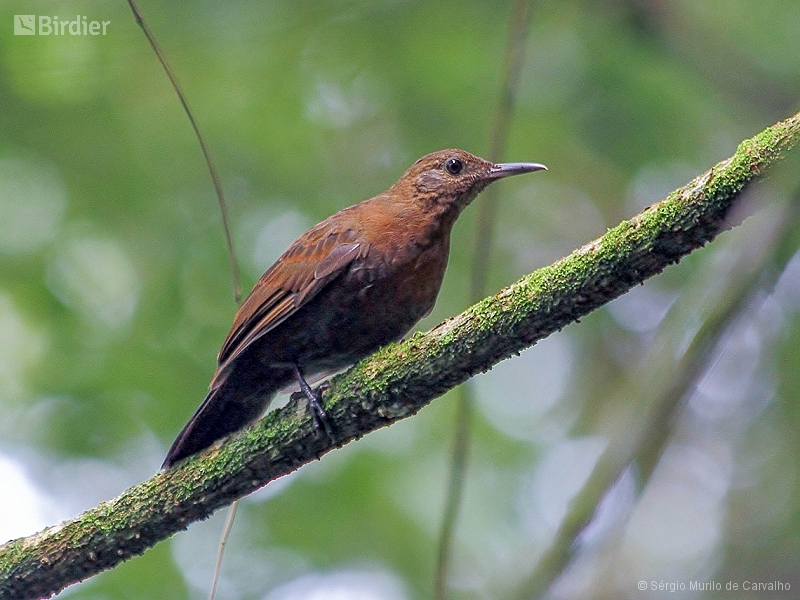 Rufous-breasted Leaftosser