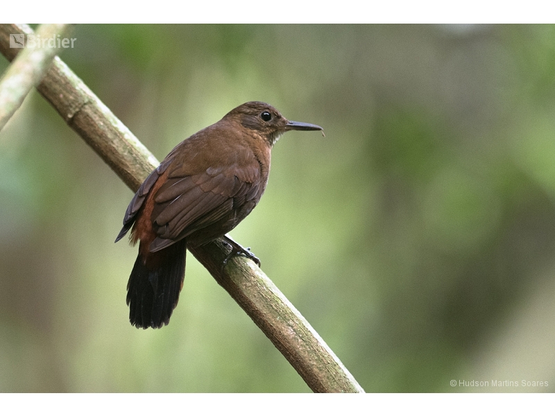 Rufous-breasted Leaftosser