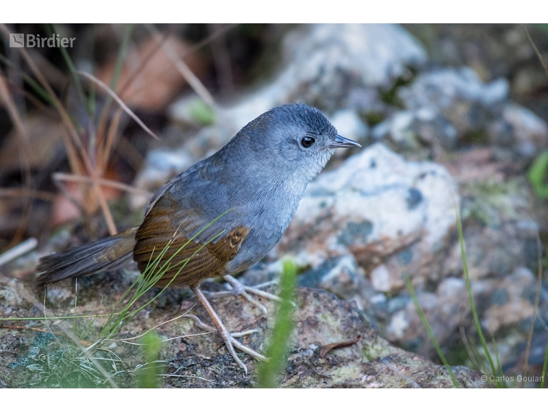 Brasilia Tapaculo