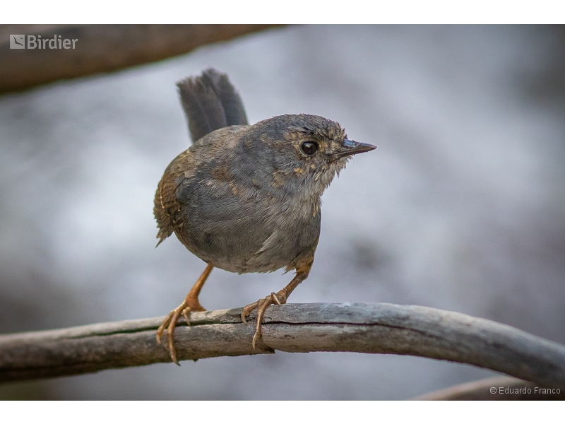Rock Tapaculo