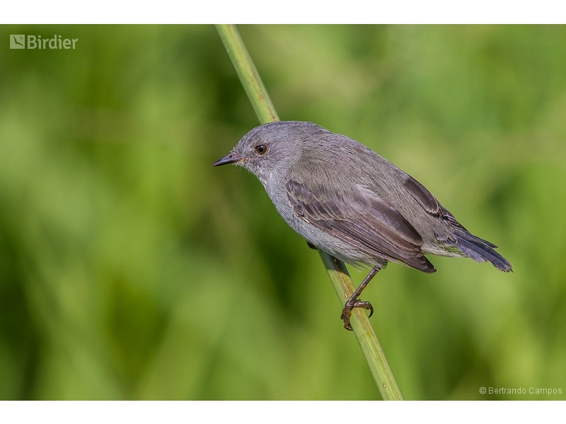 Sooty Tyrannulet