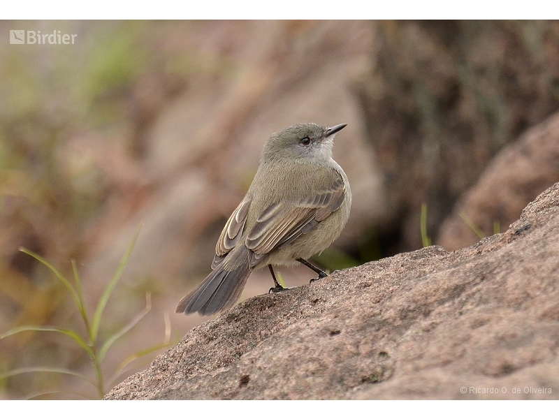 Sooty Tyrannulet