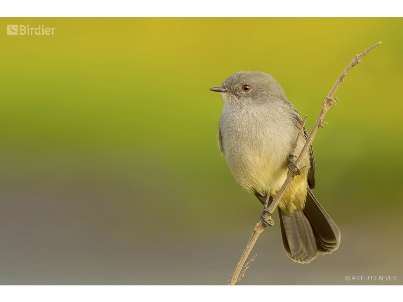 Sooty Tyrannulet