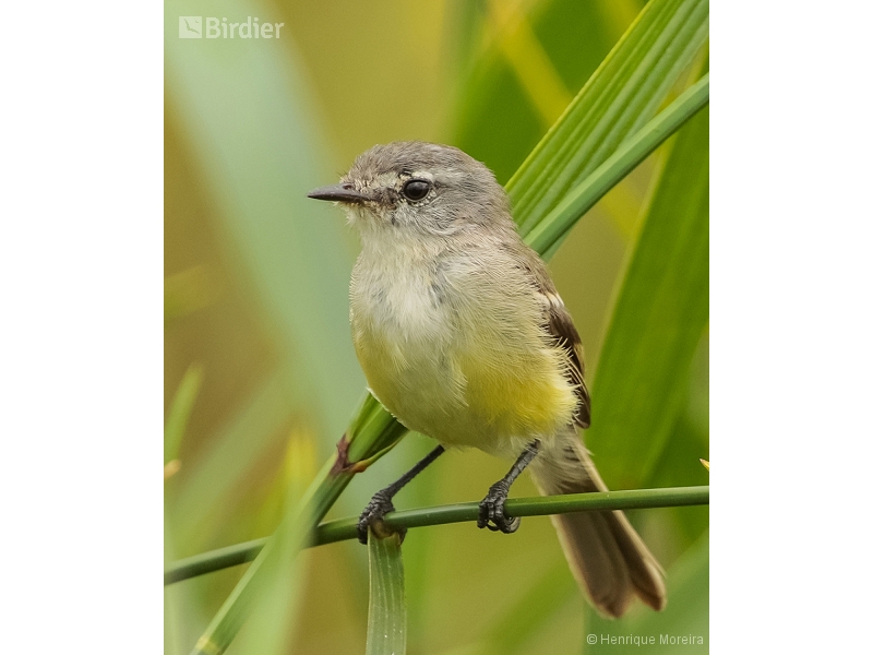 White-crested Tyrannulet