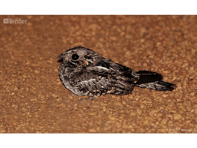 Little Nightjar