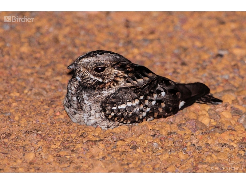 Little Nightjar