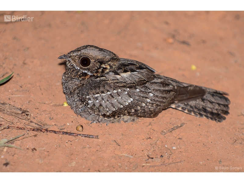 Little Nightjar