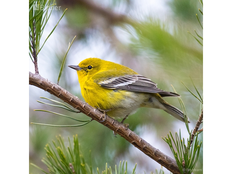Pine Warbler